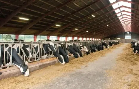 HAYVANCILIK DESTEKLERİ