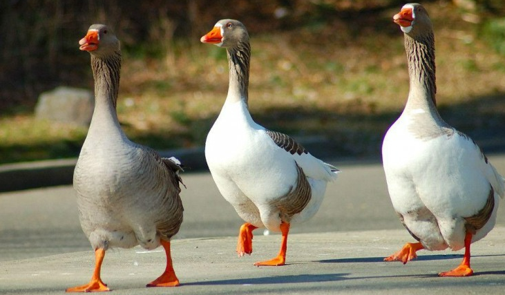  KAZ YETİŞTİRİCİLİĞİ NASIL YAPILIR